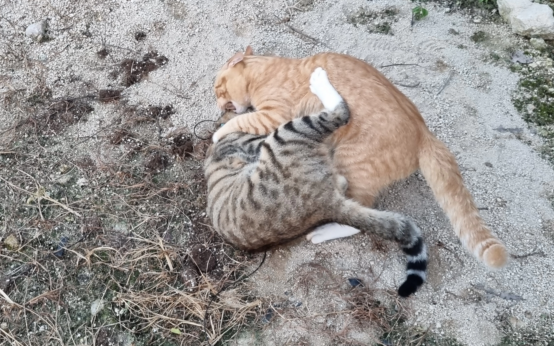 사이좋은 두 고양이