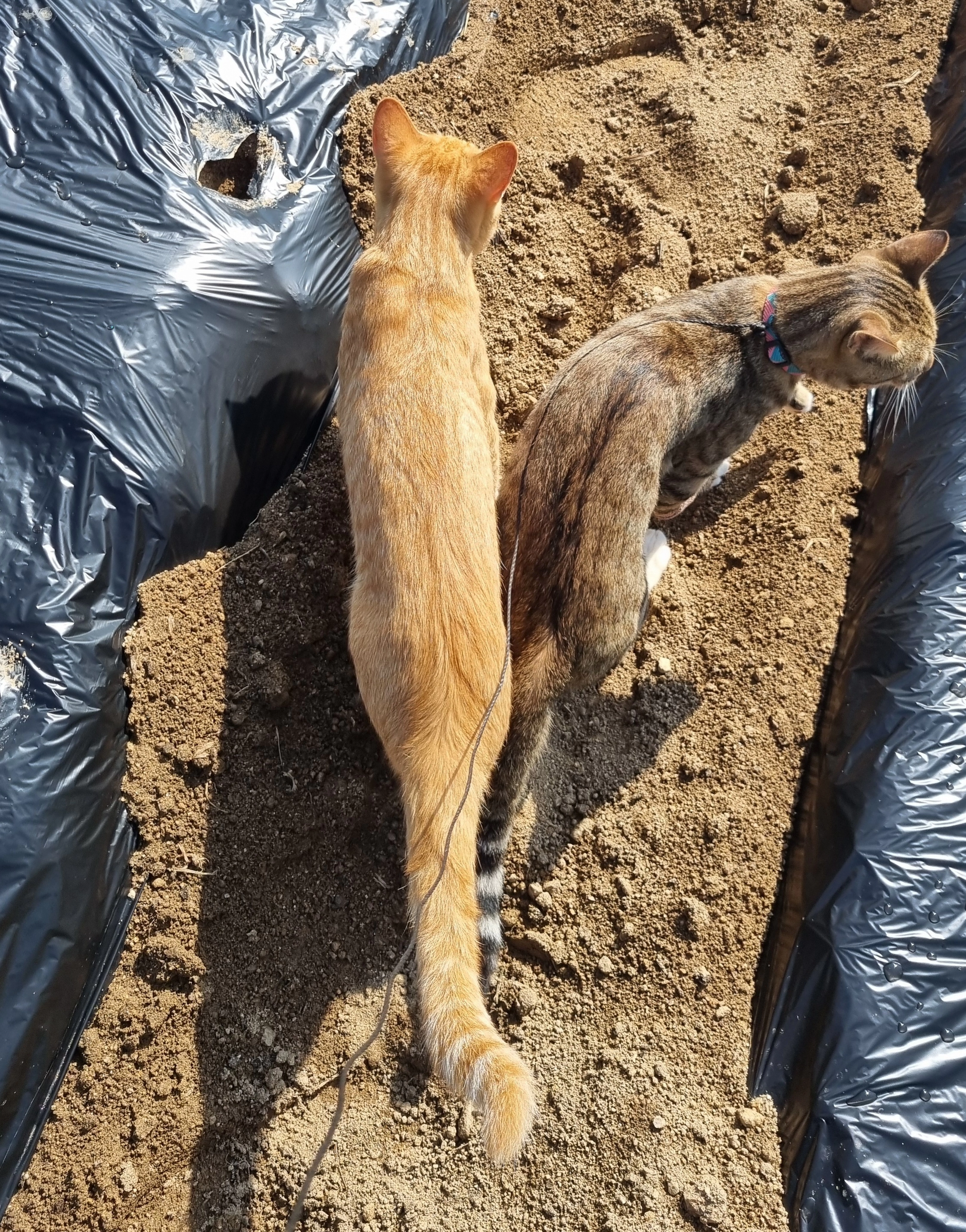 사이좋은 두 고양이