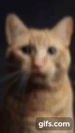 인형을 뽑으면 고양이가 나오는 기계.