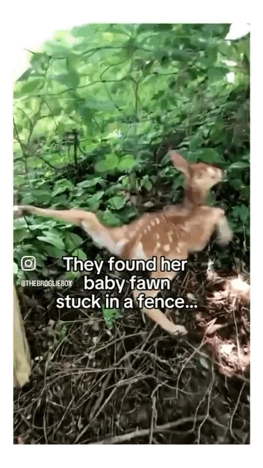 도로를 막고 도움을 요청하는 엄마사슴