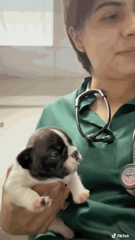 약이 너무 쓴 강아지