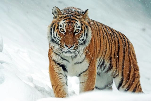 이중 가장 치트키인 동물은