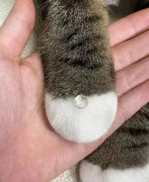 찹쌀떡 쥐고 있는 졸귀 고먐미