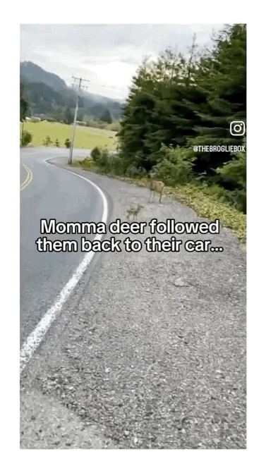 도로를 막고 도움을 요청하는 엄마사슴