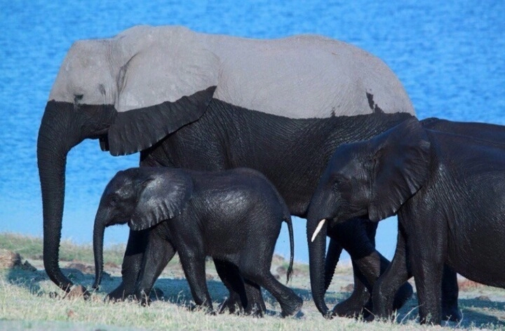 코끼리 가족이 지나온 호수의 깊이