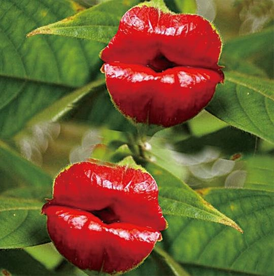 숭하게 생긴 특이한 식물들