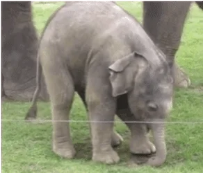 오늘의 귀여운 상식 - 아기 코끼리는 자기 코를 잘 인지하지 못한다.