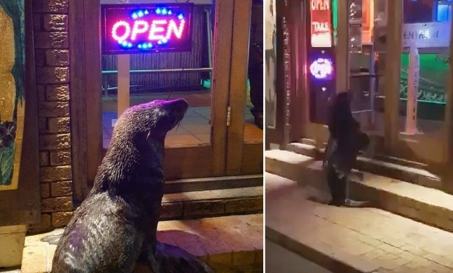 배고파서 레스토랑에 찾아온 물개