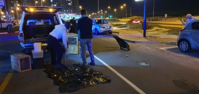 배고파서 레스토랑에 찾아온 물개