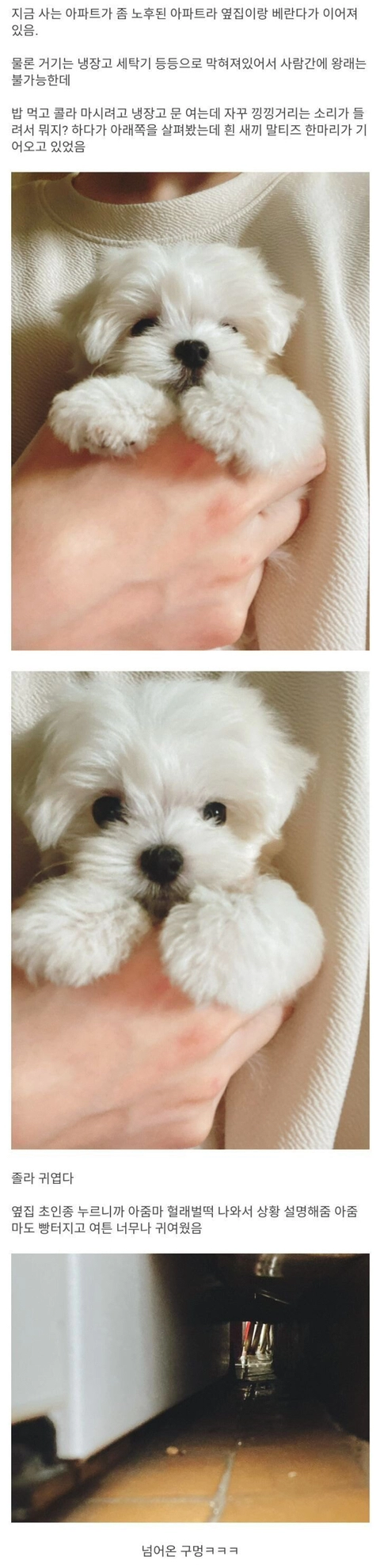 옆집 강아지가 베란다를 통해서 넘어옴 ㅋㅋ