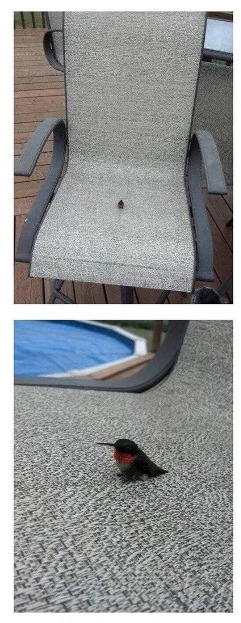 벌새 실제크기 체감.j