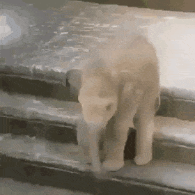 오늘의 귀여운 상식 - 아기 코끼리는 자기 코를 잘 인지하지 못한다.