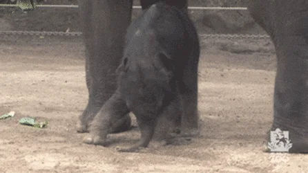 오늘의 귀여운 상식 - 아기 코끼리는 자기 코를 잘 인지하지 못한다.