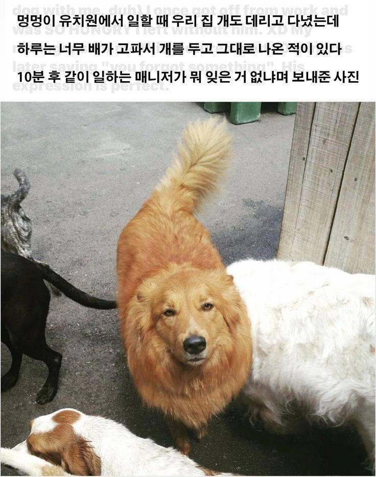 멍멍이 유치원에 뭐 두고 옴