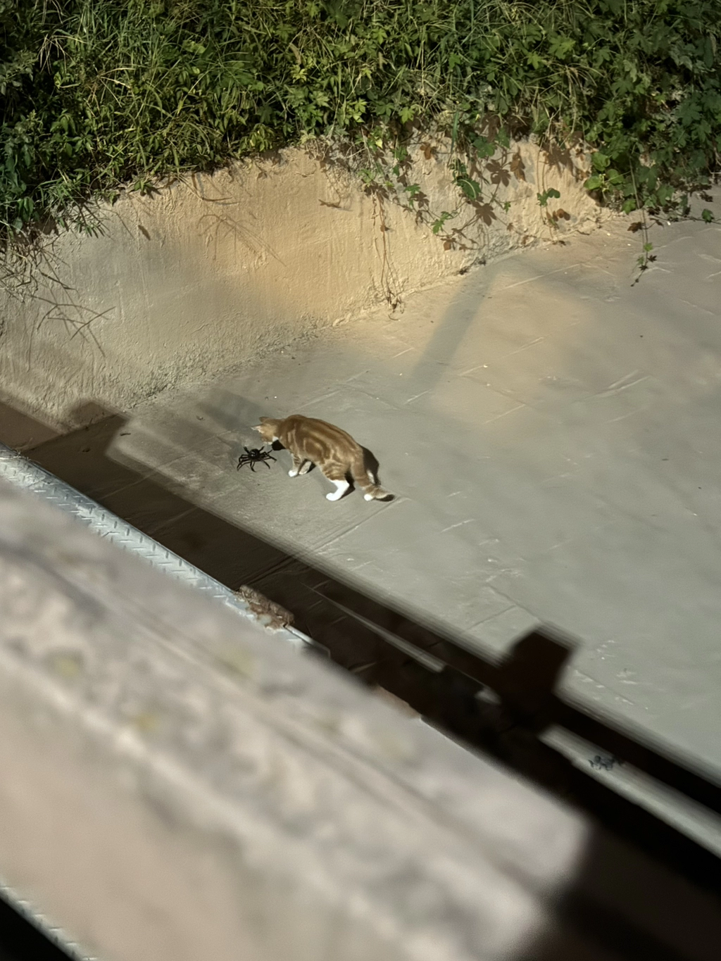 엥 러닝하다가 꽃게랑 고양이 봤어