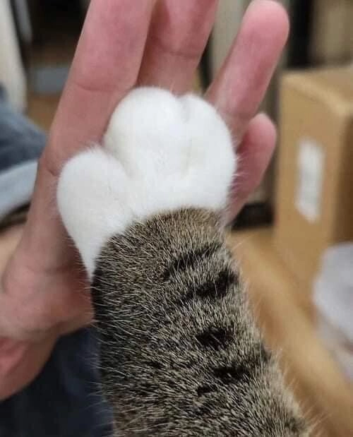 찹쌀떡 쥐고 있는 졸귀 고먐미