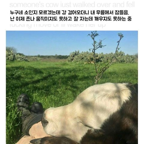 걍 걸어오더니 내 무릎에서 잠듦.j