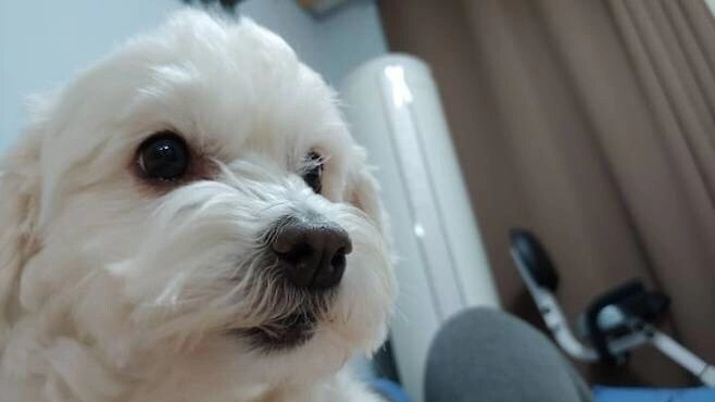 쿠션 사이에 낑겨 잔 강아지.jpg