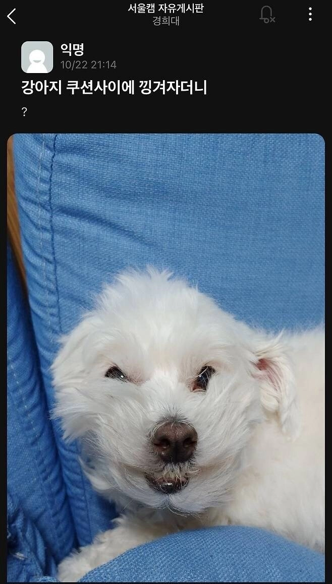 쿠션 사이에 낑겨 잔 강아지.jpg