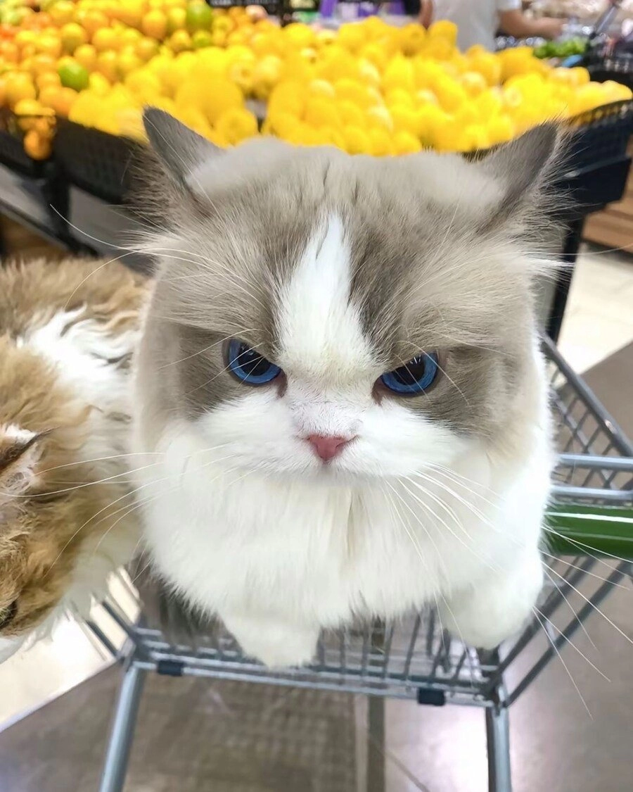마트에 쇼핑 따라온 고양이들.jpg