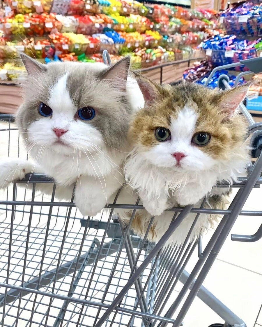 마트에 쇼핑 따라온 고양이들.jpg