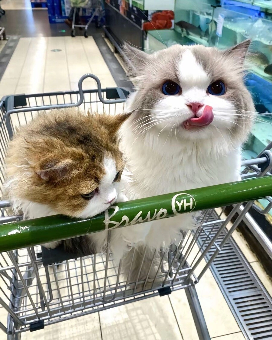 마트에 쇼핑 따라온 고양이들.jpg