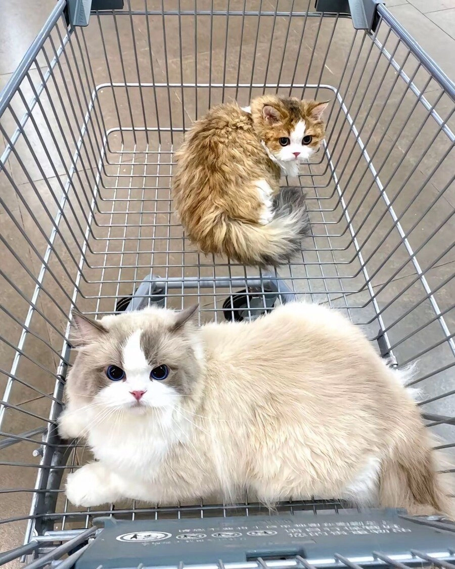 마트에 쇼핑 따라온 고양이들.jpg