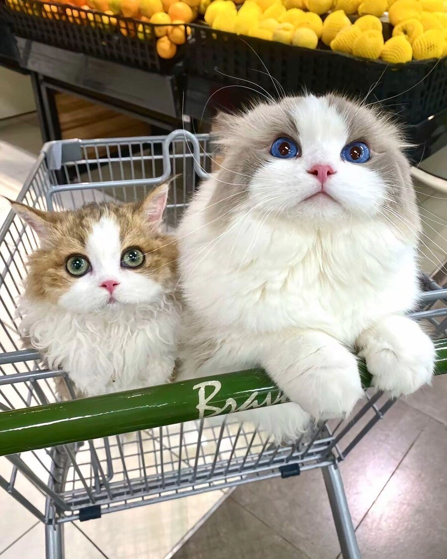 마트에 쇼핑 따라온 고양이들.jpg