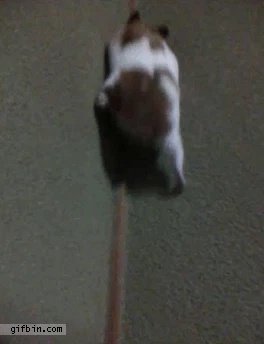 급하게 어디 갈 데가 있는 햄스터