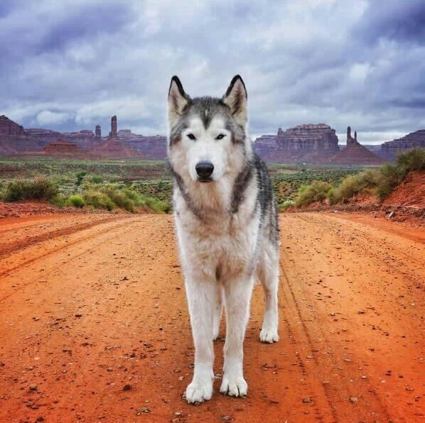 주인과 여행을 다니는 늑대개 '로키'