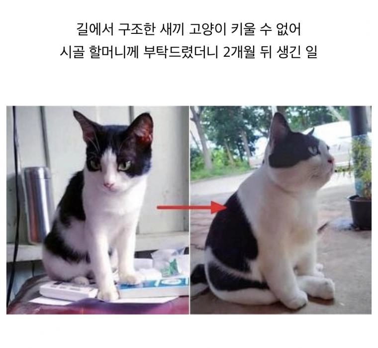 할머니 집에 새끼 고양이를 맡겼는데