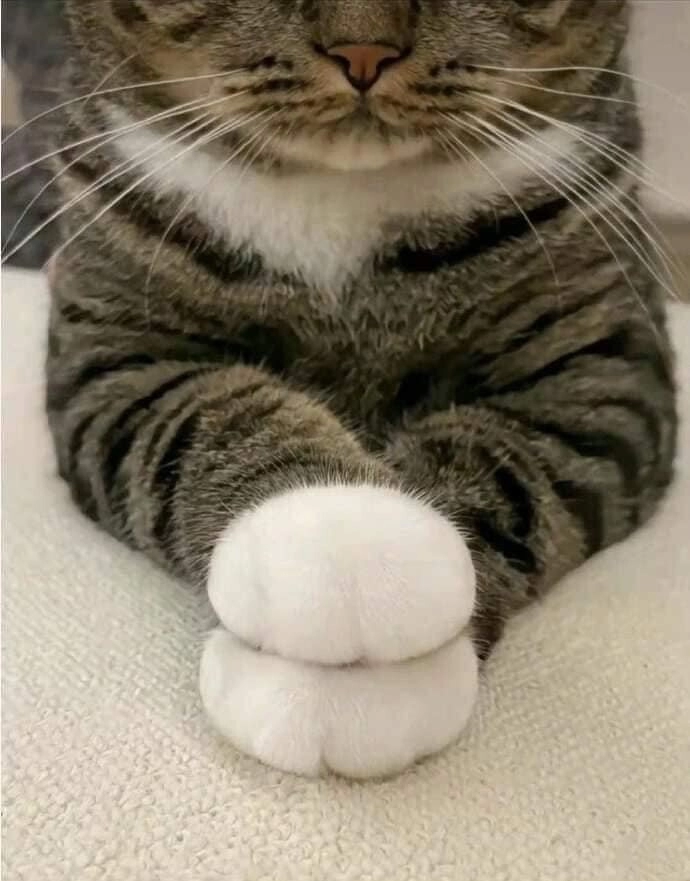 찹쌀떡 쥐고 있는 졸귀 고먐미