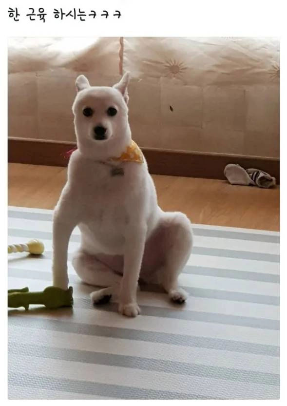 너무 커져버린 우리집 쪼꼬미