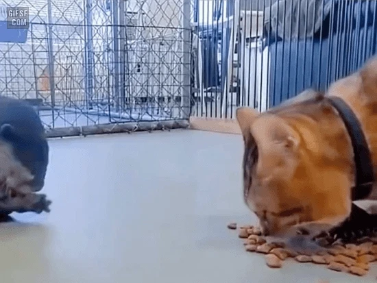 고양이 밥 훔쳐먹는 수달.