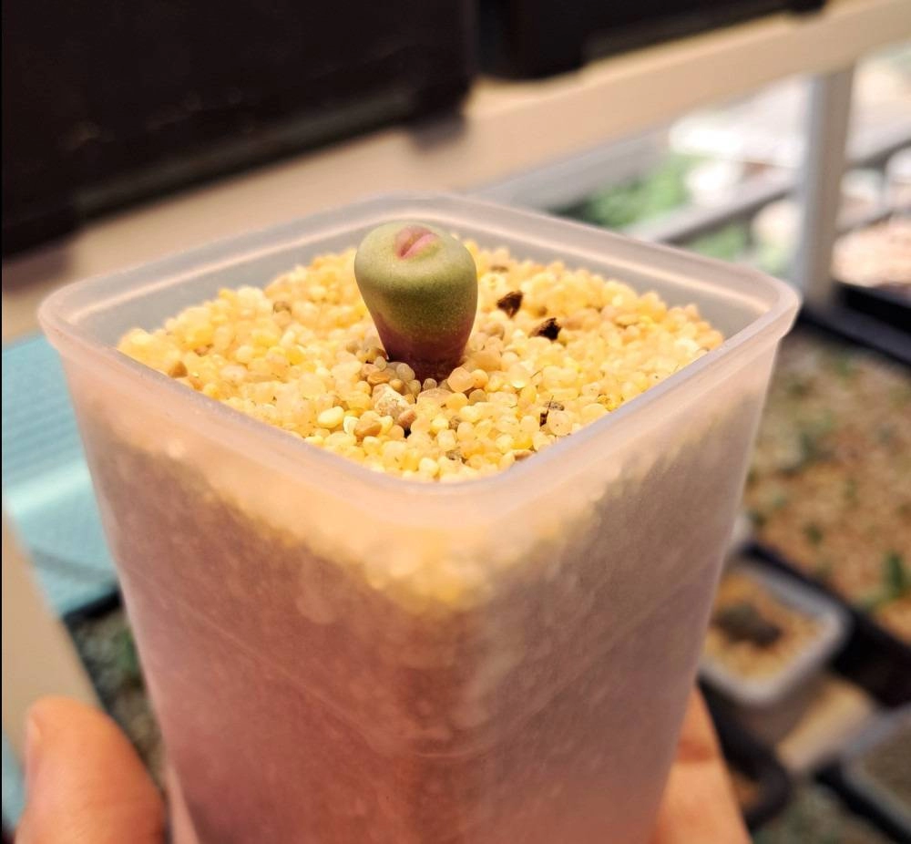 숭하게 생긴 특이한 식물들