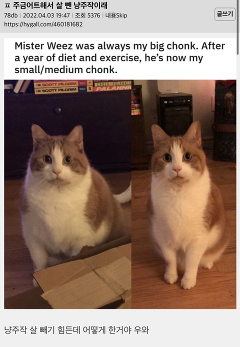 다이어트 성공해서 살뺀 고양이