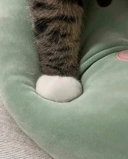 찹쌀떡 쥐고 있는 졸귀 고먐미