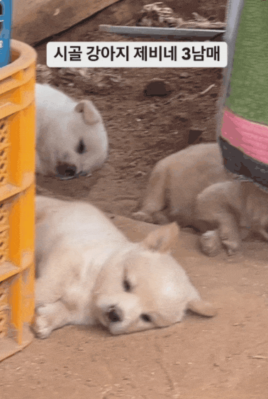 잠만자는 시골 강아지 3형제