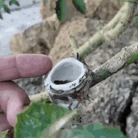 아기 벌새는 당연히 더 작고 알은 팥알만 함...