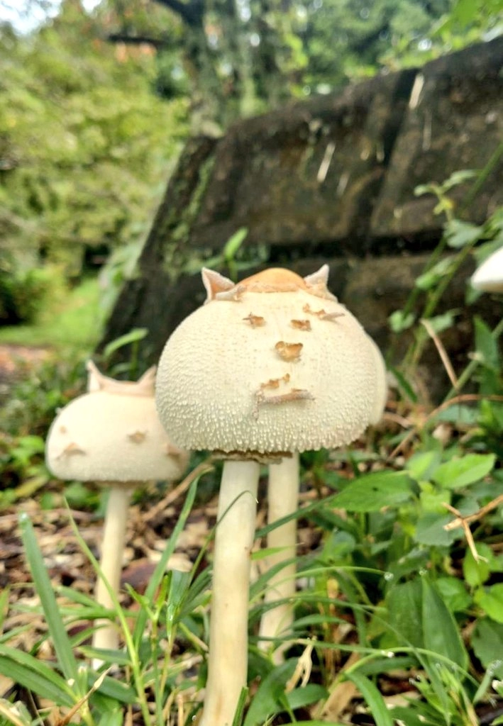 아빠가 발견한 버섯이 완전 고양이임