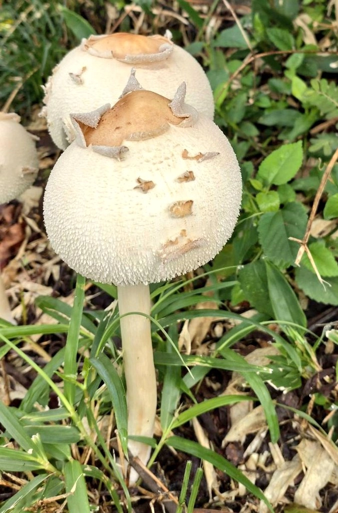 아빠가 발견한 버섯이 완전 고양이임