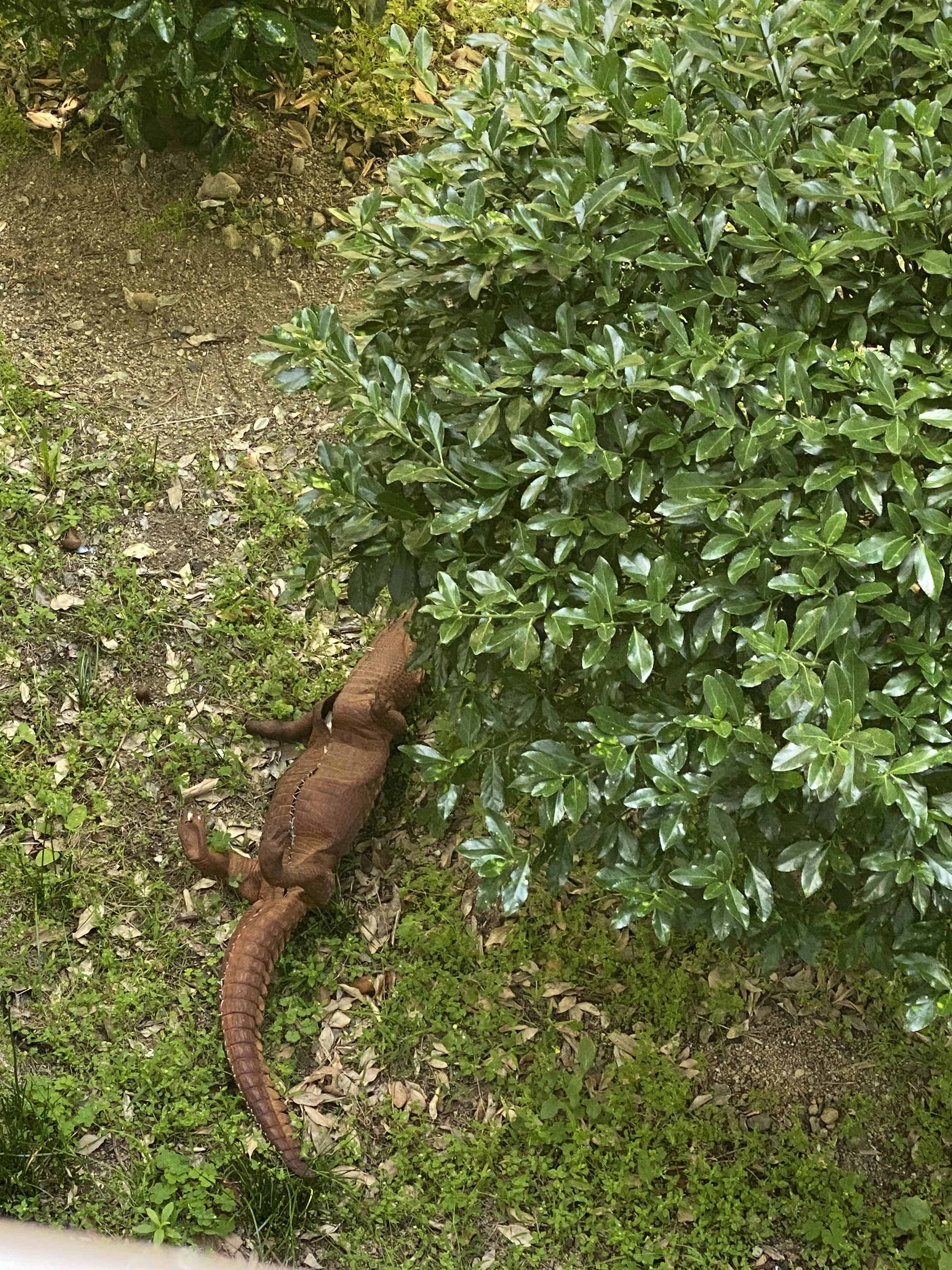 아파트 화단에 정체가 뭔가요...