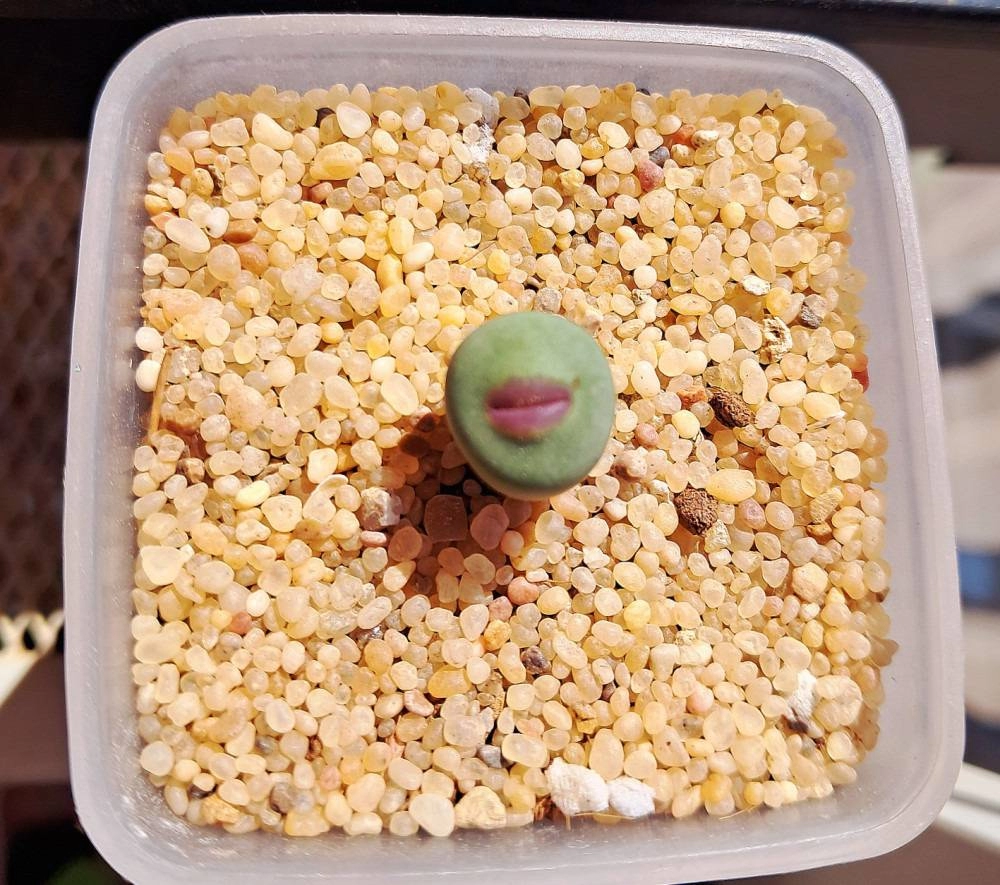 숭하게 생긴 특이한 식물들