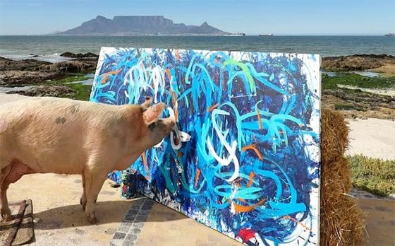 3100만원, 역대 최고가 그림을 판 돼지화가 '피그카소'