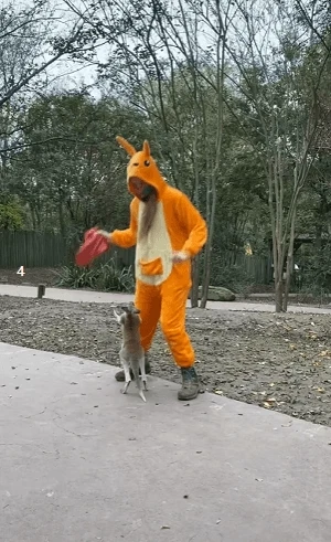 새끼 캥거루와 놀아주는 사육사