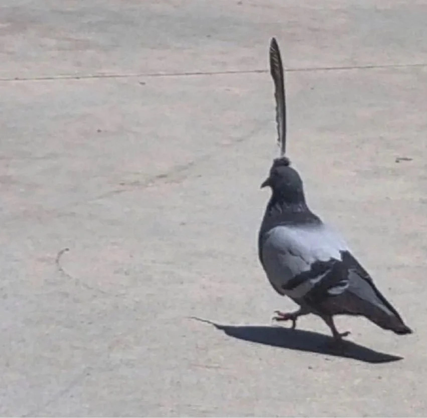 니들 킹둘기 본적 있냐??