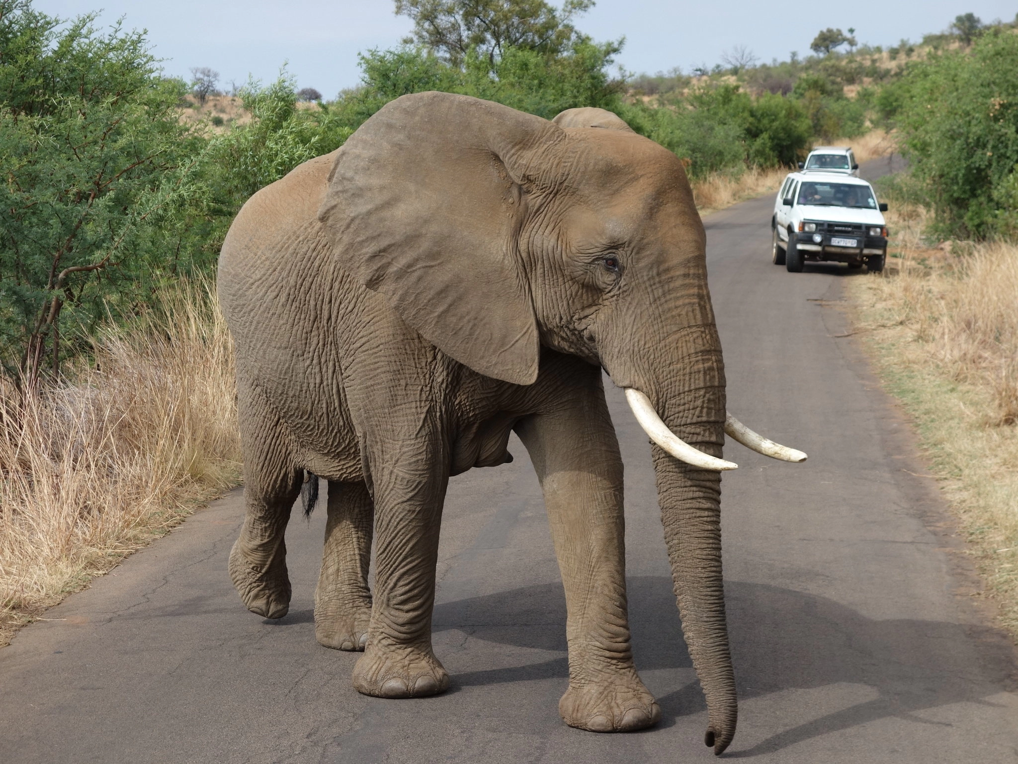 이중 가장 치트키인 동물은