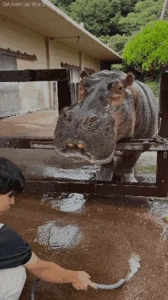 하마가 메롱 보여주는 짤.