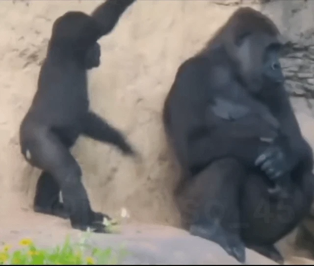 고릴라도 육아는 어려움