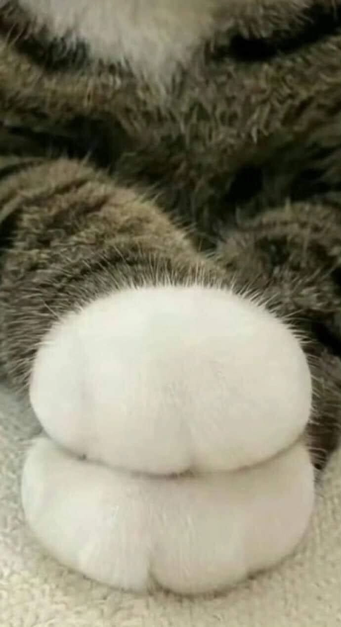 찹쌀떡 쥐고 있는 졸귀 고먐미